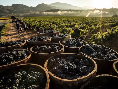 Racimos de uvas vendimiadas en La Rioja.