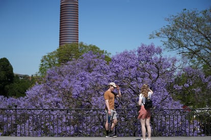 Unas jacarandas en Sevilla, cerca del puente de Triana.