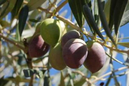 Frutos en las fincas de Monva.