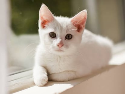 Un gato blanco.
