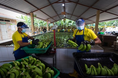 Productores de banano limpian la fruta en El Oro (Ecuador)