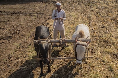 Las deficiencias del sistema hace que los agricultores, encargados de cultivar la materia prima, no tienen qué llevarse a la mesa. En algunas familias, las ganancias se reducen a algo más de un cuarto de dólar por persona, sin contar los costes de producción