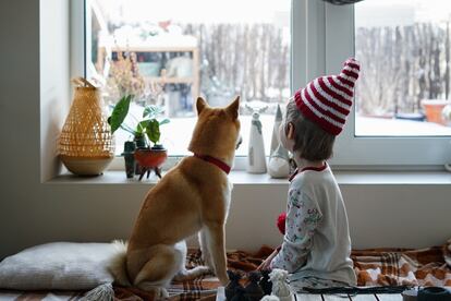 Los juegos en Navidad del niño con su perro no deben estar exentos de responsabilidad para que se trate de una actividad segura, lúdica y satisfactoria para ambos.