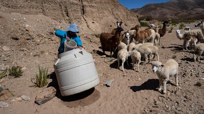 Mujer extrae agua para sus animales, en Jujuy, Argentina