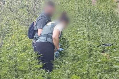 Dos agentes de la Guardia Civil en una de las plantaciones de marihuana en Castellote.