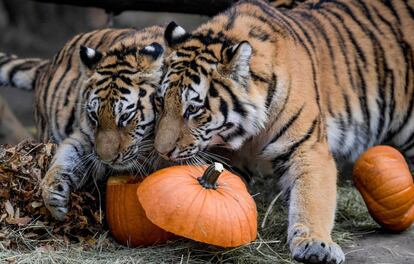 Dos tigres siberianos inspeccionan las calabazas llenas de carne en el zoológico Tierpark Hagenbeck, en Hamburgo (Alemania).