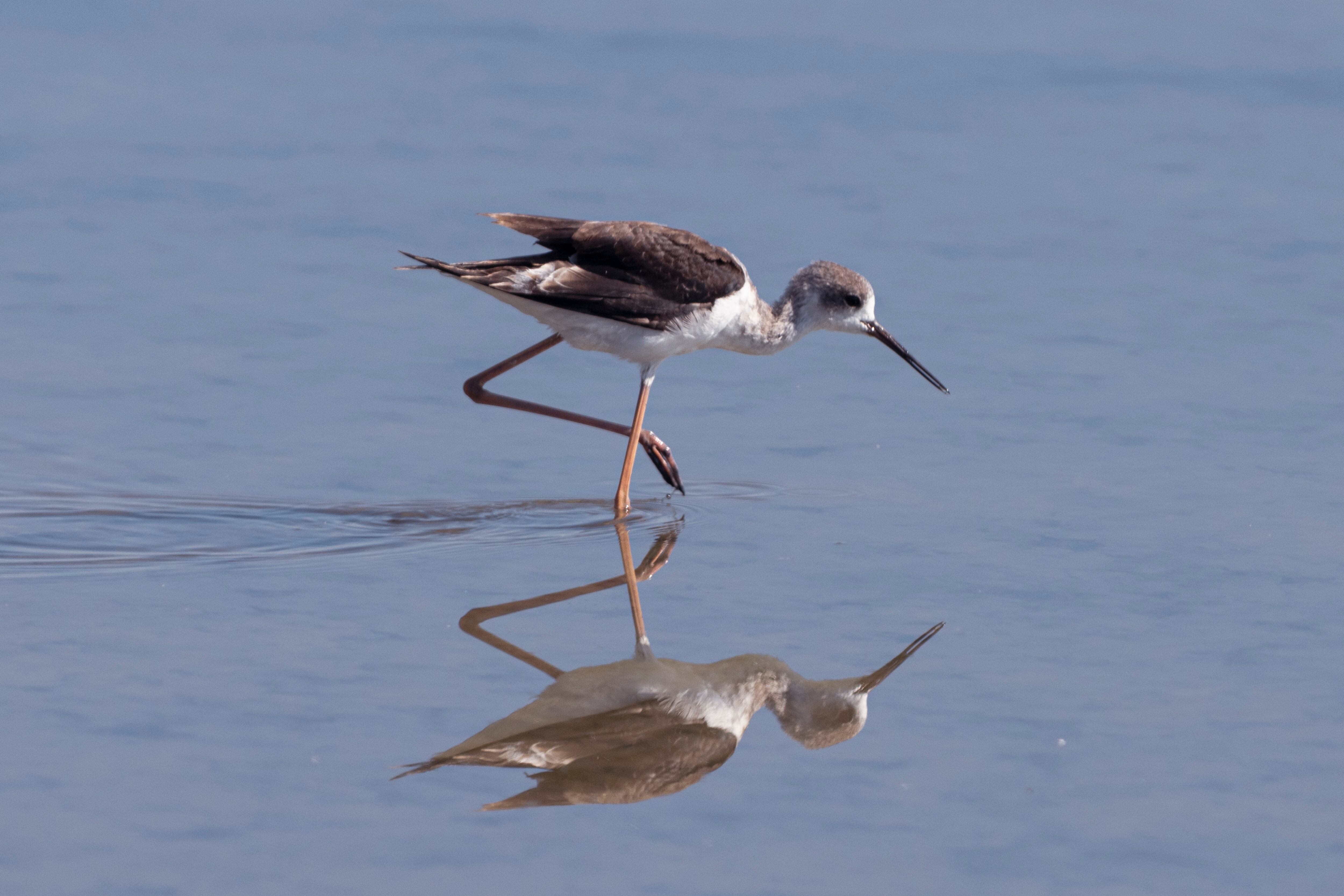 Una cigüeñuela en las Salinas de la Trinitat, en la reserva natural de la Punta de la Banya, este mes de septiembre.