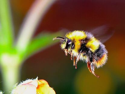 Más de un tercio de los cultivos humanos necesitan de los insectos y aves para su polinización