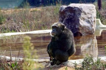 Uno de los chimpancés del centro de recuperación de Riudellots de la Selva.