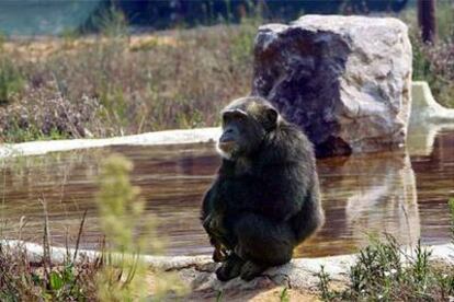 Uno de los chimpancés del centro de recuperación de Riudellots de la Selva.