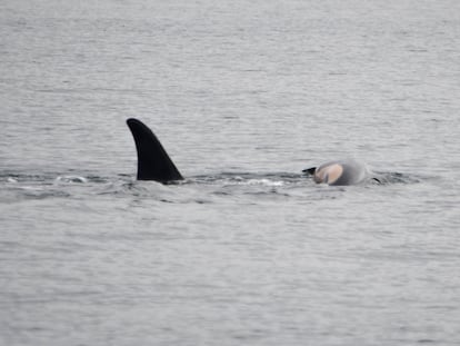 La orca conocida como J35 ('Tahlequah') lleva el cadáver de su cría muerta frente a West Seattle, Washington, el miércoles 1 de enero de 2025.