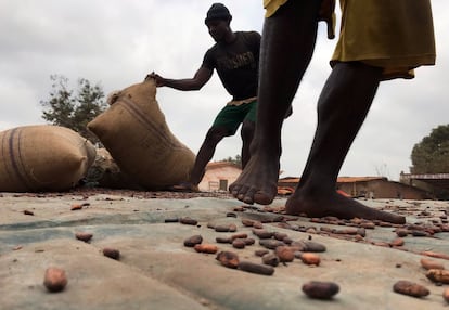 Trabajadores transportan sacos de grano de cacao en Ntui (Camerún).
