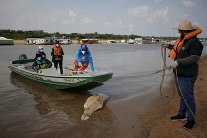 Investigadores recogen el cuerpo de un delfín rosado, el 1 de octubre en el lago Tefé.