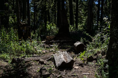 Restos de árboles talados en los bosques de Crescencio Morales.