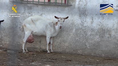 Una cabra con un enorme tumor en el matadero de los horrores de San Fernando.