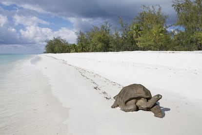 Aldabra, el segundo mayor atolón del mundo, permanece casi intacto. Dada su ubicación, a 420 kilómetros de distancia de Madagascar y 1.150 de Victoria, capital de Seychelles, no hay residentes, recibe poco turismo y, además, está protegido. Acoge especies como tiburones martillo, barracudas y más de 150.000 tortugas gigantes endémicas.