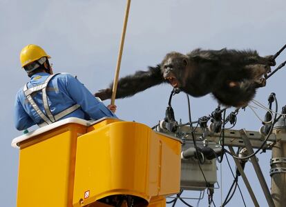 Un hombre intenta capturar al chimpancé Chacha que se encuentra sujeto a unos cables de electricidad tras haberse escapado del Parque Zoológico de Yagiyama (Japón), 14 de abril de 2016.