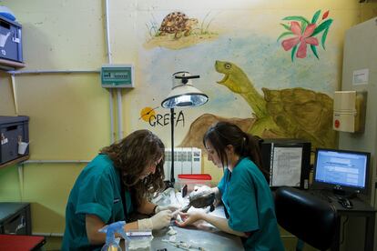 Las veterinarias Lara Suárez y Virginia atienden a una tortuga en el centro de rehabilitación animal de Grefa, en el municipio de Majadahonda.