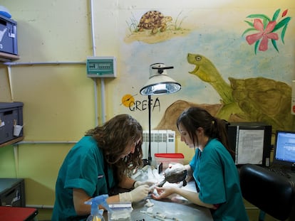 Las veterinarias Lara Suárez y Virginia atienden a una tortuga en el centro de rehabilitación animal de Grefa, en el municipio de Majadahonda.