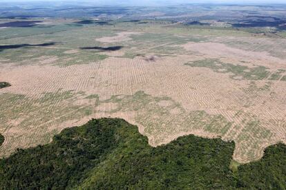 La quema de la selva amazónica para fines ganaderos es la principal causa de su deforestación actual: ya ha perdido un 20% de su territorio nativo.