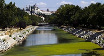 Plaga de algas en el r&iacute;o Manzanares. 