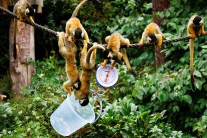 Monos ardilla durante la jornada de pesaje anual en ZSL London Zoo en Londres (Reino Unido).
