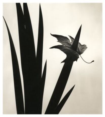 Una de las fotografías de Chema Madoz que desfilan por el documental 'Regar lo escondido', de Ana Morente.
