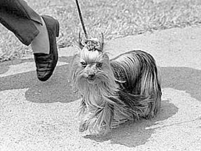 Apuros ofrece un servicio de paseo de perros, como el de la imagen.