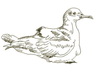 Nombre común: Pardela pichoneta
Nombre científico: Puffinus puffinus
Orden: Procellariiformes
Familia: Procellariidae