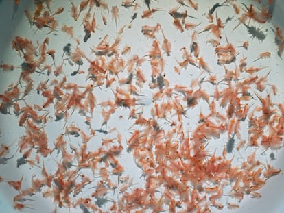 Larva and crustaceans, which form part of the axolotl’s diet, in another UNAM laboratory.