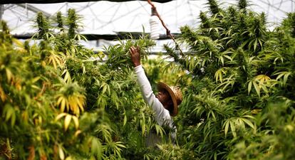 Cultivo de maconha para uso terapêutico em Nazaré, norte de Israel.