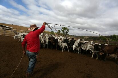 Un vaquero indígena macuxi arrea el ganado en la comunidad de Maturuca en la reserva Raposa Serra do Sol (Brasil). En esta reserva de 1,7 millones de hectáreas de sabana en la frontera con Venezuela se albergan a unos 25.000 nativos cuyo medio de vida principal es la cría de ganado.