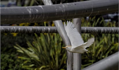 Un esplugabous aquest dimarts al parc Diagonal Mar.