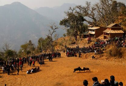 Los aldeanos ven una pelea de toros durante el festival Maghesangranti, que conmemora el inicio del mes sagrado de Magh, en la aldea de Talukachandani, en Katmandú (Nepal). 