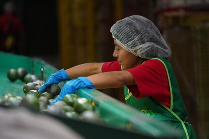 El aguacate fue uno de los productos que más incrementos tuvo durante el mes de abril en México.