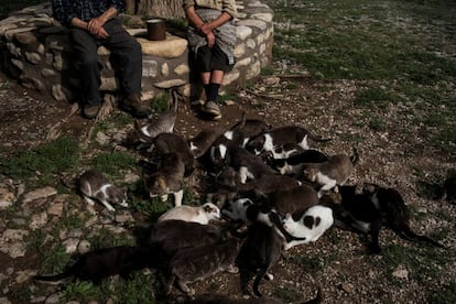 "Nunca hemos tenido una línea telefónica, y solo hay una señal móvil en el cementerio", dijo Sinforosa. En la imagen, el matrimonio charla en el exterior rodeados de gatos, el 23 de mayo de 2018.