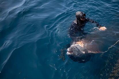 En la imagen, un buzo, equipado con luparas, junto a uno de los atunes capturados.