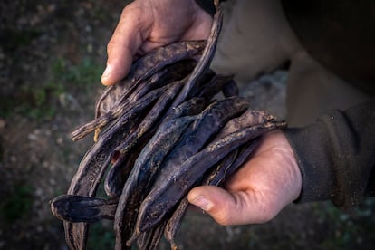 Algarrobas en las manos de Albert Fortuny, cuyas fincas en Tarragona han sido saqueadas en varias ocasiones.