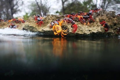 Los cangrejos adultos se aparean y desovan en el mar, regresan a los bosques y un par de meses después vuelven al mar para reunirse con sus crías.