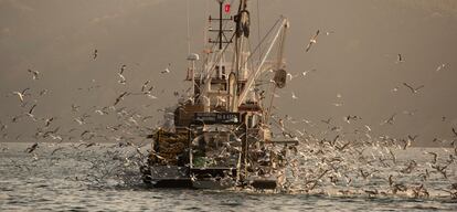 Cientos de gaviotas vuelan alrededor de un barco pesquero en el estrecho del Bósforo, junto a Estambul.