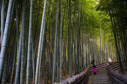 Al oeste de Kioto está uno de los lugares más mágicos de Japón: el famoso bosque de bambúes de Arashiyama. El efecto visual de las cañas de bambú, aparentemente infinito, no tiene parangón al de otras arboledas: se percibe una presencia irreproducible en las fotografías (aunque no hay que cesar en el intento). Quien haya visto la película 'Tigre y dragón', de Ang Lee (2000), se hará una idea de este lugar.