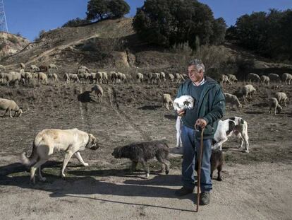 El pastor Julio de la Losa, en la finca del municipio de Majadahonda donde el reba&ntilde;o trashumante espera ser reubicado.