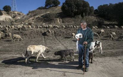 El pastor Julio de la Losa, en la finca del municipio de Majadahonda donde el reba&ntilde;o trashumante espera ser reubicado.