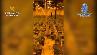 Uno de los cultivos de marihuana desmantelados en la operación Dragón.