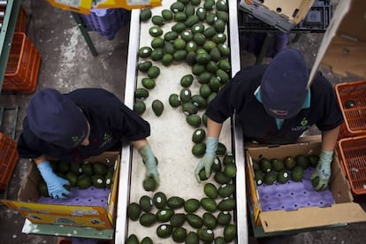 Planta de empacado de aguacates de Frutas Finas de Tancitaro, en Michoacán.