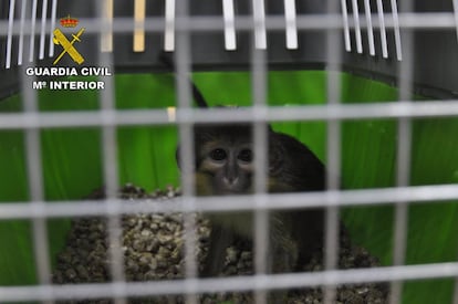 Uno de los monos recuperados por la Guardia Civil de Madrid.