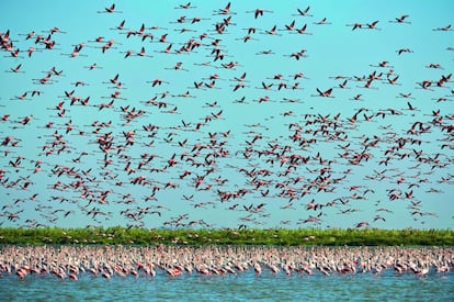 Una bandada de flamencos en el Parque Nacional de Doñana. Este ecosistema puede reunir hasta 45.000 aves de las 60.000 que llegan a Andalucía. Los flamencos son solo una de las especies de aves que pasan su invierno en Doñana. La población invernal alcanza el medio millón.