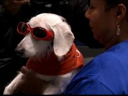 Con 21 años es el perro más viejo del mundo