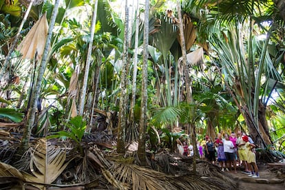 Praslin (Seychelles). 
Es difícil elegir una isla de las Seychelles, pero si hay que hacerlo tal vez la mejor idea sea decantarse por Praslin, donde se encuentra la reserva natural del Vallée de Mai, un paraíso de otra clase. Incluido en la lista de patrimonio mundial de la Unesco, y con cocoteros de mar de rara belleza y muchos otros endemismos vegetales, caminar por este valle es como sumergirse en un exuberante bosque tropical rodeado por el canto de las aves. Vale le pena perderse por los tranquilos senderos que serpentean por este verde territorio virgen o descansar en sus playas de arenas doradas, grandes rocas de granito en cada extremo, palmeras y unas aguas turquesas de belleza insuperable. Ideal para pasar horas en la playa, buceando con tubo o comiendo en algunos de los restaurantes de la zona, es uno de esos sitios de donde uno nunca quiere irse. Un ejemplo es Anse Lazio, que siempre aparece como una de las mejores playas del mundo.
