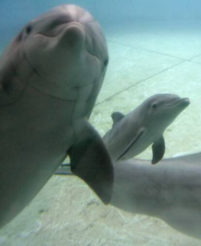 Algunos de los delfines del Acuario de Baltimore que irán al santuario.